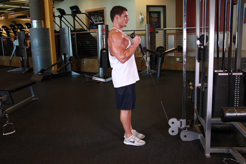 Cable Hammer Curls - Rope Attachment — bitiş pozisyonu