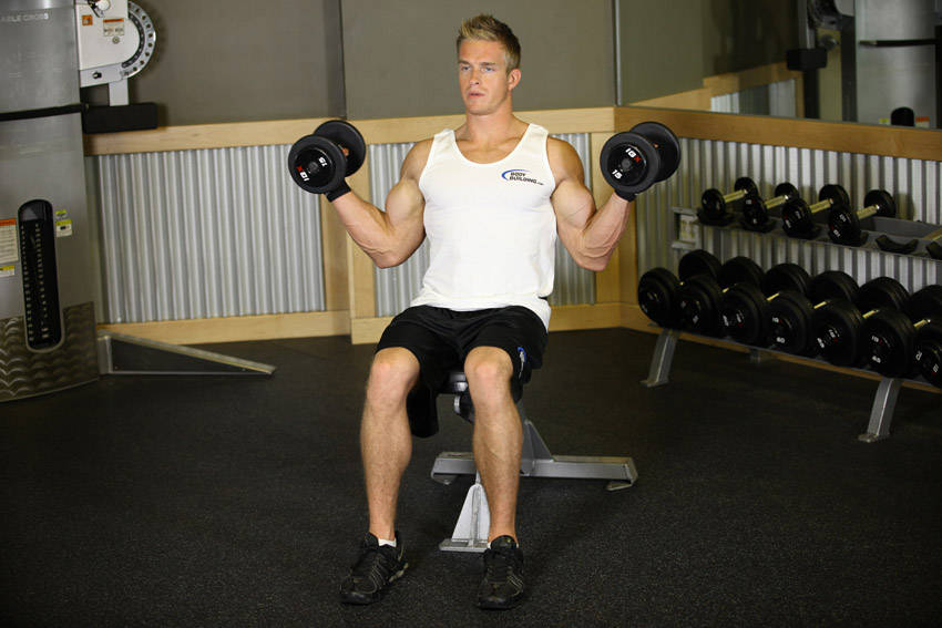 Seated Dumbbell Inner Biceps Curl — bitiş pozisyonu